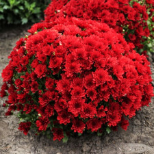 Хризантема мультифлора Amelie red (Амелия ред)