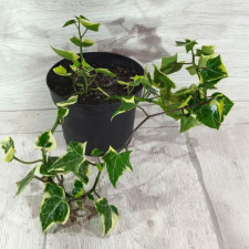 Крестовник крупноязычковый Вариегата