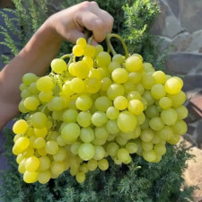 Виноград столовий Мускат Медовий
