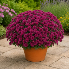 Хризантема ампельная Skyfall Purple