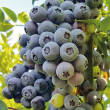 Голубика Симултан, ранняя