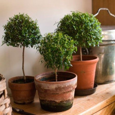 Мирт звичайний Тарентина