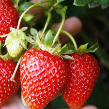Полуниця рання Корона