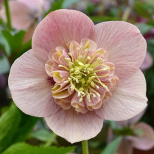 Морозник восточный Anemone Apricot