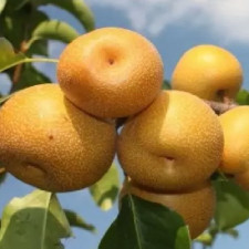 Груша азитская Секуи на штамбе