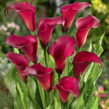 Калла Rood, Руд