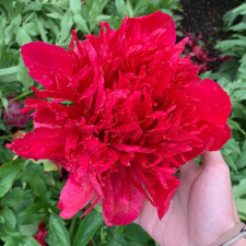 Пион травянистый Many Happy Returns