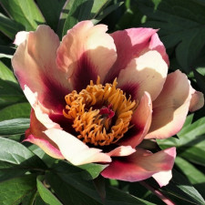 Пион травянистый ITOH Court Jester