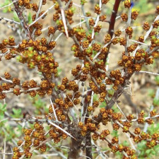 Облепиха мужская Адам