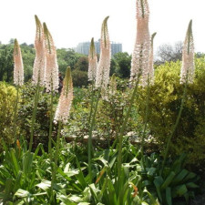 Эремурус гиганский Robustus