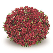 Хризантема мультифлора Amiko Red (24)