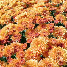 Хризантема мультифлора Ditto Dark Orange (Дитто Дарк Оранж)
