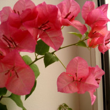 Бугенвиллия Chaozhou Red