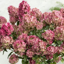 Гортензия метельчатая Панзола, Panzola