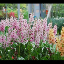 Коровяк (Вербаскум, Цельзия)\Verbascum (смесь)