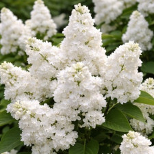 Бузок Монік Лємуан