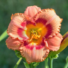 Лілійник Strawberry Candy