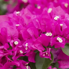 Бугенвиллия Vera Deep Purple
