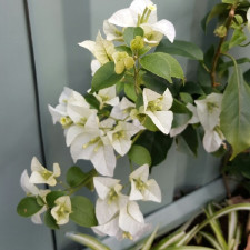 Бугенвиллия White Cascade