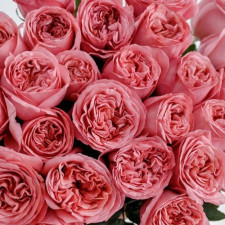 Роза чайно-гибридная Пинк Экспрешн