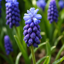 Мускари Латифолиум Latifolium