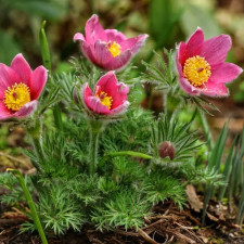 Сон-трава Vulgaris Rose