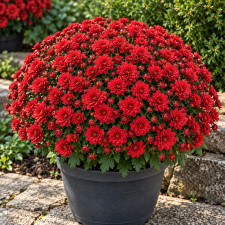 Хризантема мультифлора Branroyal Red
