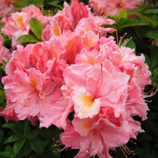 Азалия гибридная Сесиле, Cecile