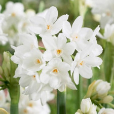 Нарцисс многоцветковый Paperwhite