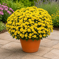 Хризантема ампельная Skyfall Yellow 