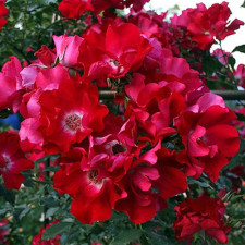 Роза плетистая Дортмунд