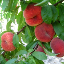 Персик инжирный Плане Делишес