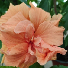 Гібіскус китайський Double Orange, Дабл Оранж