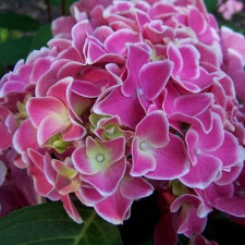 Гортензия крупнолистная Тиволи Пинк, Tivoli Pink