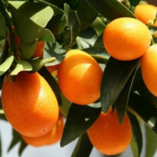 Кумкват Нагами