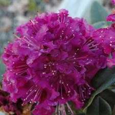 Рододендрон катевбинский Грандифлорум, Grandiflorum