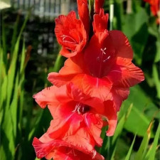 Гладиолус Puccini
