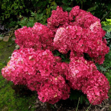 Гортензия метельчатая Вимс Ред, Wim's Red