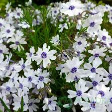 Флокс Баварія