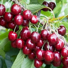 Вишня колоновидная Снежная королева