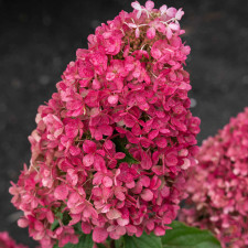 Гортензия метельчатая Ливинг Расберри Пинк, Living Raspberry Pink