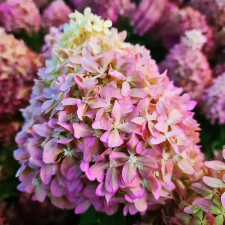 Гортензия метельчатая Пиксио, Pixio