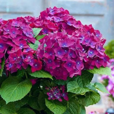  Гортензія широколиста Хот Ред Пьорпл, Hot Red Purple