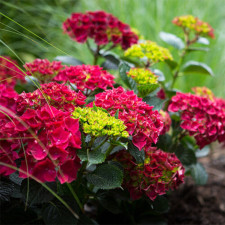 Гортензия крупнолистная Меджикал Руби Ред, Magical Ruby Red