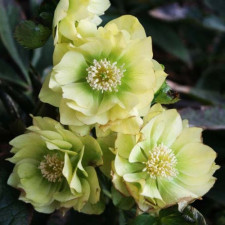 Морозник восточный Prince Double Cream