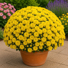 Хризантема мультифлора Branfountain Yellow 