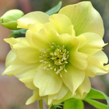 Морозник східний Double Super Yellow