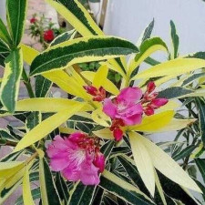 Олеандр Splendens Foliis Variegatis