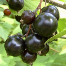 Смородина чёрная Белорусская Сладкая