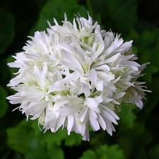 Пеларгонія зірчаста Vectis Snow
